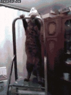Cat-Fails-Gravity-Balance-Test.gif